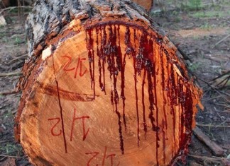 bloodwood tree, This Tree Bleeds When You Cut Into It, bleeding tree, bleeding tree video, Pterocarpus angolensis, bloodwood tree Pterocarpus angolensis, A Tree That Bleeds When You Cut It