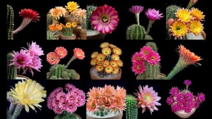 cactus bloom, cactus bloom video, cactus bloom vimeo, cactus bloom youtube, colors of cactus bloom video, video of cactus bloom, cactus bloom freaky flowers