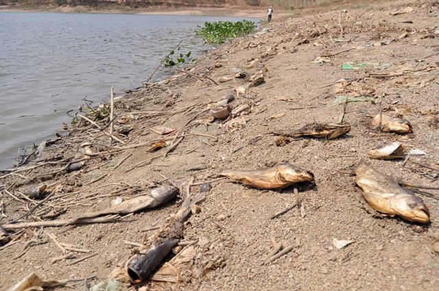fish mass die-off vietnam lake, dead fish vietnam, fish mass die-off vietnam, mystery fish kill vietnam, 50 tons of fish dead in lake in vietnam