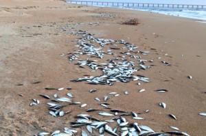 fish kill outer banks nc march 2015, thousands of menhaden killed in nc, fish kill vs mystery boom, mystery boom responsible for fish kill in Outer banks, outer banks fish kill march 2015