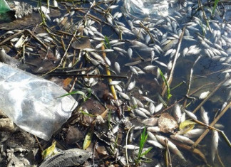 fish mass die-off bueno aires march 2015, Aparecieron miles de peces muertos en la laguna La Saladita de Sarandí, lagoon La Saladita de Sarandí fish die-off, La Saladita de Sarandí killing, thousands of fish found in lagoon dead