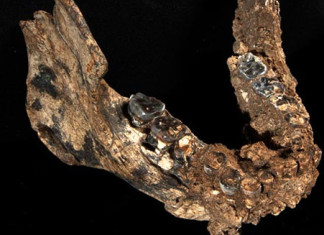 New fossil discovery restructures human evolution, A 2.8-million-year-old jawbone found in Ethiopia is rewriting the evolutionary history of Humans., A 2.8-million-year-old jawbone found in Ethiopia is rewriting the evolutionary history of Humans., New Jawbone fossil discovery restructures human evolution, human evolution rewritten through new fossil, A 2.8-million-year-old jawbone found in Ethiopia is rewriting the evolutionary history of Humans showing that ancient humans are half a million years older.