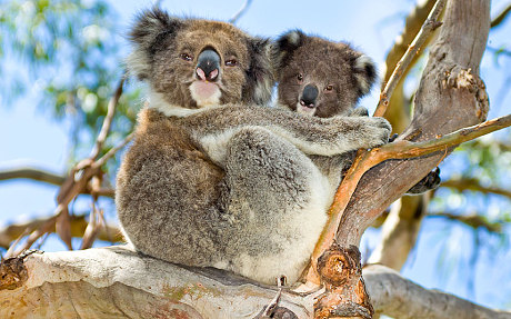 koalas, koalas mass die-off, kolala bear photo, koala mass die-off australia march 2015, 700 koalas killed by authorities in Australia because of overpopulation, Close to 700 koalas killed by authorities in Australia because of overpopulation, koala kill australia march 2015