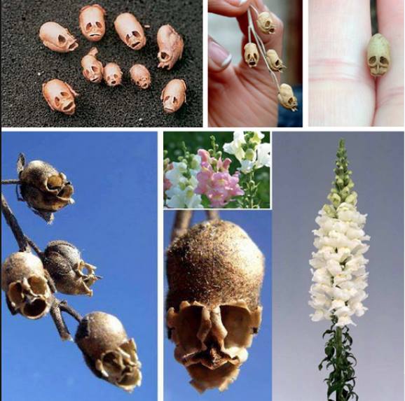 snapdragon, dragon flower, snapdragon skulls, dragon flower skulls, strange flowers snapdragon skulls, strange dragon flower skulls, snapdragon dragon flower