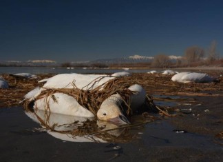 snow geese fall from sky idaho, thousands of snow geese fall from sky idaho, snow geese die-off idaho, idaho snow geese mass die-off avian ebola, avian cholera kills thousands of snow geese in Idaho, avian cholera snow geese idaho