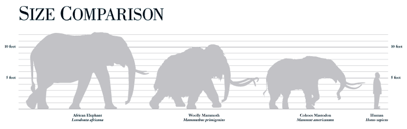 woolly mammoth size, what is the size of the wooly mammoth, size of wooly mammoth, size comparison woolly mammoth