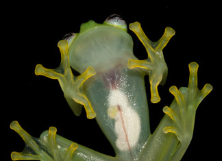 The new glass frog from Costa Rica is so translucent that its organs are visible from below!, New glass frog Costa Rica dianae, dianae new glass frog, Hyalinobatrachium dianae new glass frog costa rica, costa rica new glass frog discovered photo, picture dianae new glass frog costa rica