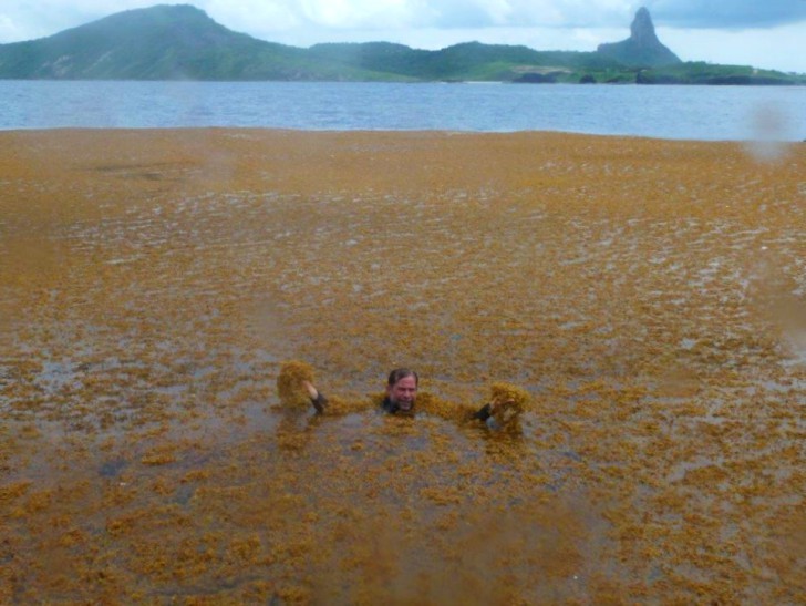 Wandering algae Fernando de Noronha, algae invade Noronha, algae invade Noronha photo, algae invade Noronha brazil, algae invade Noronha april 2015