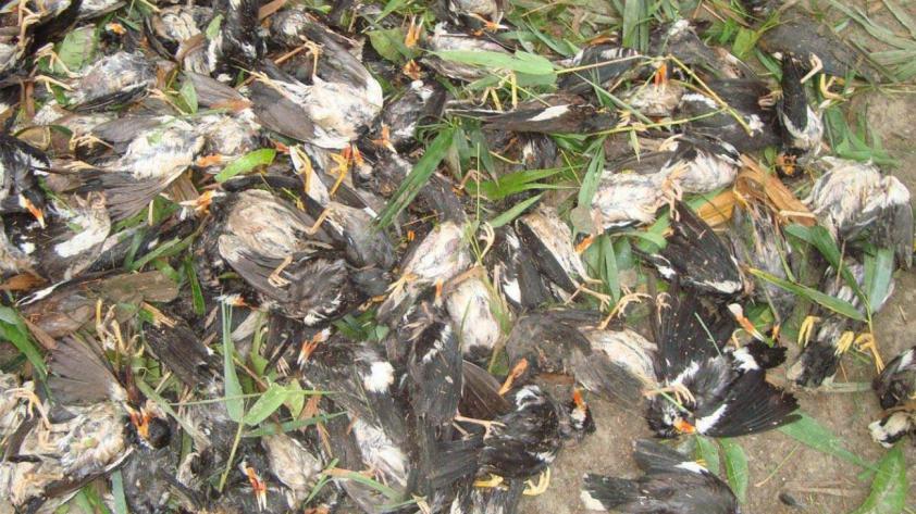 bangladesh storm, The norwester bangladesh storm, The norwester bangladesh hailstorm april 2015, bangladesh hailstorm, apocalyptic video bengladesh storm, birds killed by hailstorm banglandesh, Dead birds killed by hailstorm in Bangladesh