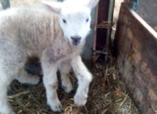 5-legged lamb, video, 5-legged lamb photo, 5-legged lamb wales, 5-legged lamb wales video, 5-legged lamb wales photo, 5-legged lamb born in Wales