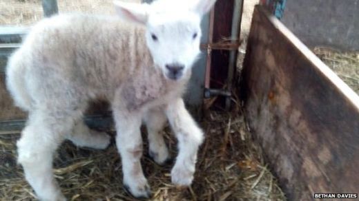5-legged lamb, video, 5-legged lamb photo, Jake the 5-legged lamb, 5-legged lamb wales, 5-legged lamb wales video, 5-legged lamb wales photo, 5-legged lamb born in Wales
