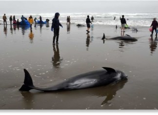 whales stranded Hokato japan, dolphin melon-headed beached Hokato japan, 150 whales stranded in Japan, whale mass die-off japan april 2015, dolphin mass die-off japan april 2015, 150 whales stranded on beach in Japan april 2015