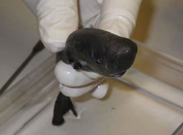 pocket shark, pocket shark mississippi, pocket shark picture, rarest shark, pocket shark rarest shark, pocket shark discovered, second pocket shark ever discovered by NOAA