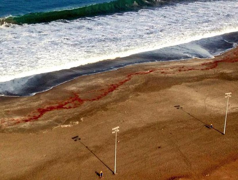Millions of prawns beach on the shores of Playa Brava in Iquique, prawn mass die-off iquique, prawn mass die-off iquique chile, prawn mass die-off iquique april 2015, prawn mass die-off iquique chile april 2015