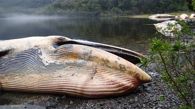dead whales gulf of penas, dead whales gulf of penas chile, mass stranding may 7 2015, whale mass die-off may 7 2015, giant whales strand in chile may 7 2015