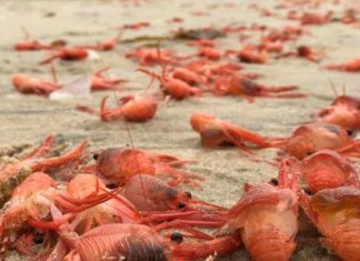 million lobsters mass die-off tijuana Baja California may 25 2015, lobster mass die-off may 2015 bc mexico, bc mexico mass die-off lobster, lobster mass die-off BC mexico, baby lobster mass die-off may 2015 baja california