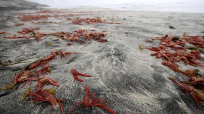million lobsters mass die-off tijuana Baja California may 25 2015, lobster mass die-off may 2015 bc mexico, bc mexico mass die-off lobster, lobster mass die-off BC mexico, baby lobster mass die-off may 2015 baja california