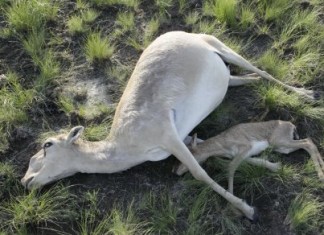 saiga antelopes, saiga antelopes dead Kazakhstan, saiga antelopes die-off, mass die-off saiga antelopes, mass killing saiga antelopes dead Kazakhstan