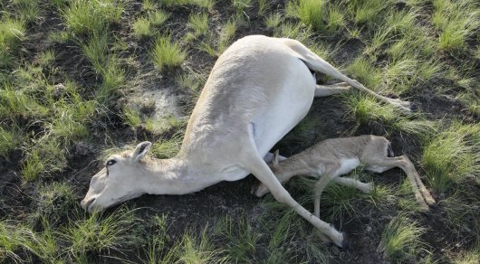 saiga antelopes, saiga antelopes dead Kazakhstan, saiga antelopes die-off, mass die-off saiga antelopes, mass killing saiga antelopes dead Kazakhstan