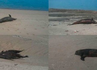 55 dolphins dead mexico june 2015, 55 dolphins and sea lions dead mexico june 2015, dolphin mass die-off mexico june 2015, mexico dolphin mass die-off june 2015, dolphin and sea lions found dead on beach in baja california mexico
