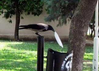 crow garbage, crow cleans garbage, crow throws garbage, crow garbage picture, crow clean its table, crow garbage story