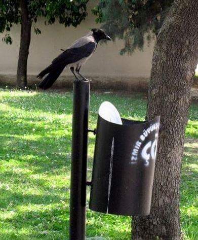 crow garbage, crow cleans garbage, crow throws garbage, crow garbage picture, crow clean its table, crow garbage story