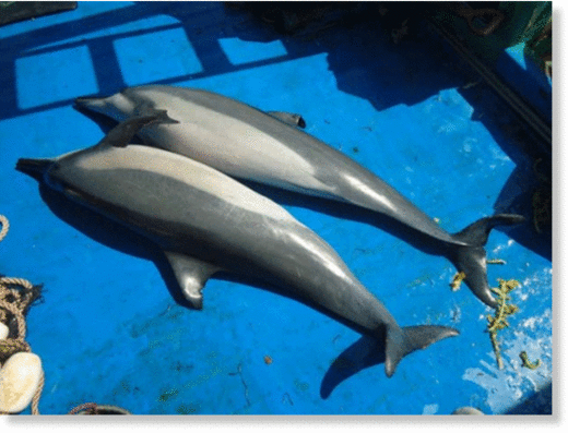 dead dolphins, mass die-off news, mass die-off news june 2015, dolphin mass die-off, ecosystem collapse