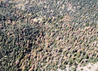 dying tree california drought, drought kills millions of trees in california, california drought kills millions of trees, drought kills millions of trees in california
