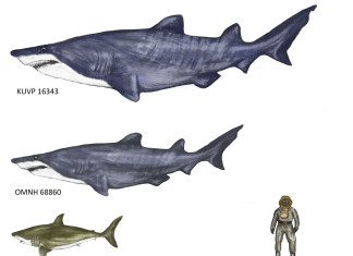 monster shark fossil june 2015, giant shark fossil discovered in june 2015, giant shark, largest shark fossil discovered, largest sharks around the world, shark dinosaur fossils, largest shark dinosaur fossils, ancient monster deep ocean, Reconstruction of the giant sharks that once swam in our deep oceans