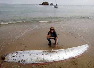 A rare 17-foot orafish sea serpent was discovered Monday on a beach on the western end of Santa Catalina Island, oarfish santa catalina island june 2015, oarfish santa catalina island june 1 2015, oarfish catalina island june 1 2015, oarfish earthquake june 2015, giant oarfish found on santa catalina island june 2015, giant oarfish catalina island june 2015