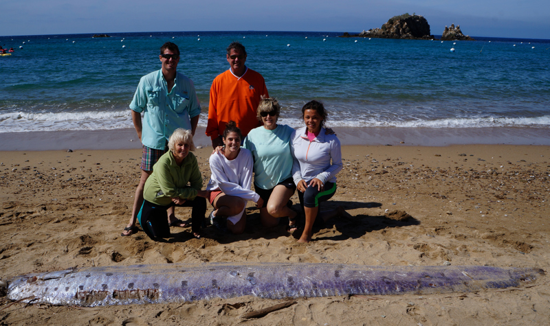 A rare 17-foot orafish sea serpent was discovered Monday on a beach on the western end of Santa Catalina Island, oarfish santa catalina island june 2015, oarfish santa catalina island june 1 2015, oarfish catalina island june 1 2015, oarfish earthquake june 2015, giant oarfish found on santa catalina island june 2015, giant oarfish catalina island june 2015
