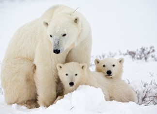 save the arctic, save the arctic greenpeace, greenpeace save the arctic, shell to drill in arctic, shell drill arctic, shell oil and gas arctic june 2015, polar bear save the arctic