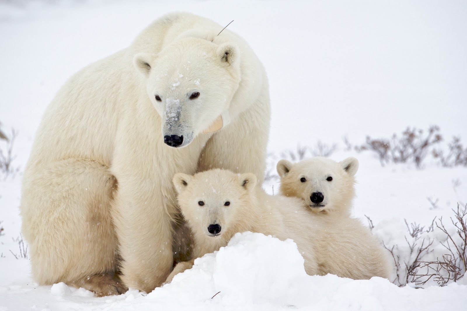  save the arctic,  save the arctic greenpeace, greenpeace  save the arctic, shell to drill in arctic, shell drill arctic, shell oil and gas arctic june 2015, polar bear save the arctic
