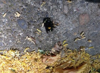 portland bee die-off, oregon portland bee die-off, oregon bee die-offfifth bee mass die-off in portland in a week, bee mass kill portland oregon june 2015