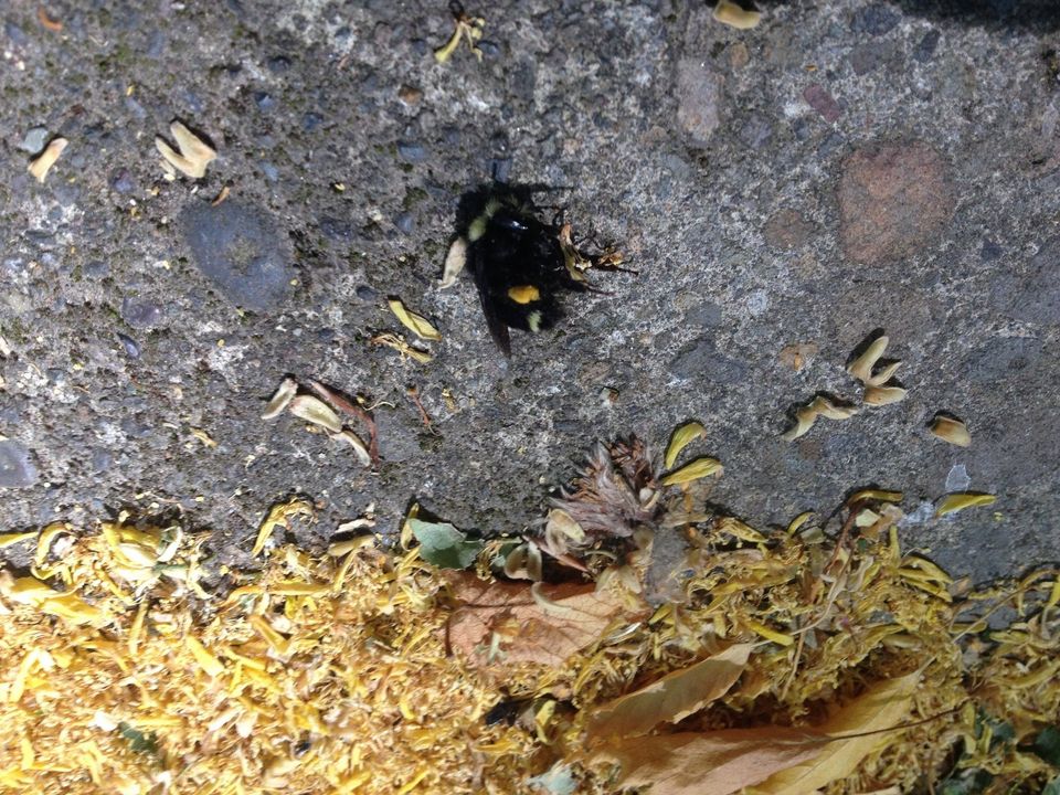 portland bee die-off, oregon portland bee die-off, oregon bee die-offfifth bee mass die-off in portland in a week, bee mass kill portland oregon june 2015