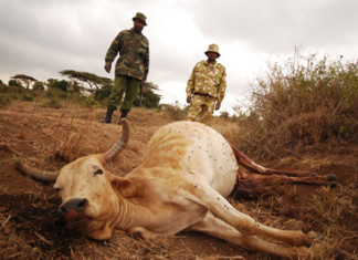 anthrax buffalo kenya, anthrax kills buffalo in kenya, anthrax buffalo nairobi kenya, anthrax outbreak kenya, anthrax outbreak nairobi kenya