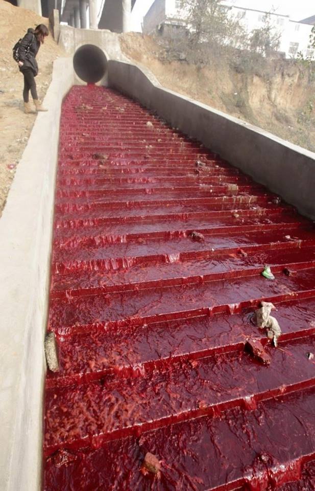 blood red water brazil, red tide photo, amazing red tide brazil 2015, brazil red tide 2015 baffles residents, red tide pictures brazil may 2015