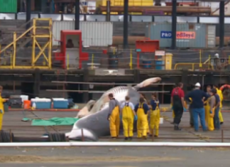 whale stranding alaska 2015, whale mass die-off alaska 2015, mysterious whale die-off 2015, whale death alaska 2015, mysterious whale die-off alaska, unprecedent whale die-off alaska 2015, NOAA preocupated by unprecedent die-off of large whales along the coast of Alaska. Chart by NOAA