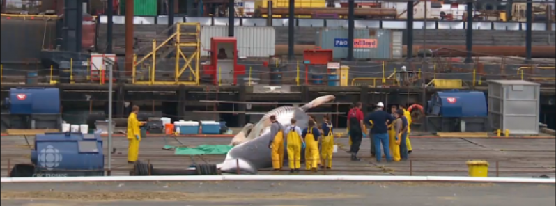 whale stranding alaska 2015, whale mass die-off alaska 2015, mysterious whale die-off 2015, whale death alaska 2015, mysterious whale die-off alaska, unprecedent whale die-off alaska 2015, NOAA preocupated by unprecedent die-off of large whales along the coast of Alaska. Chart by NOAA