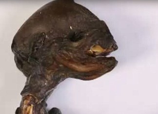 alien corpse russia, alien russia nuclear plant, aline corpse found near russian nuclear plant, alien corpse found in russia, et or chicken mutant, What is this mysterious creature found in Russia? alien creature found in Russia near leningrad nuclear plant