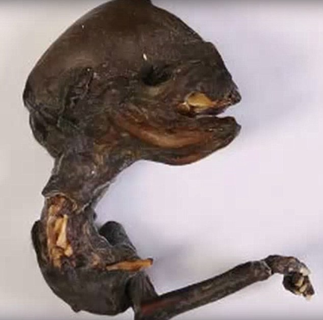 alien corpse russia, alien russia nuclear plant, aline corpse found near russian nuclear plant, alien corpse found in russia, et or chicken mutant, What is this mysterious creature found in Russia? alien creature found in Russia near leningrad nuclear plant