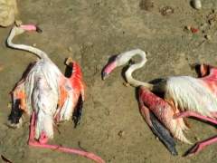 300 flamingoes killed by hailstomr in spain, flamingo hailstorm spain, hailstorm kills 300 falmingoes in lagoon of Pétrola, flamingo death hailstomr spain, 300 dead flamingoes hailstorm spain video, video 300 falmingoes dea, 300 flamingoes killed by hailstomrs in spain, 300 flamingoes killed by hail in Albacete, albacete hailstorm september 2015, Some of the 300 flamingoes found dead at lagoon of Pétrola, Albacete, Spain, Flamingoes were surprised by the extreme storm and killed by the stones
