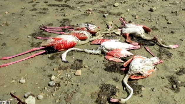 300 flamingoes killed by hailstomr in spain, flamingo hailstorm spain, hailstorm kills 300 falmingoes in lagoon of Pétrola, flamingo death hailstomr spain, 300 dead flamingoes hailstorm spain video, video 300 falmingoes dea, 300 flamingoes killed by hailstomrs in spain, 300 flamingoes killed by hail in Albacete, albacete hailstorm september 2015, Some of the 300 flamingoes found dead at lagoon of Pétrola, Albacete, Spain, Flamingoes were surprised by the extreme storm and killed by the stones, Extreme weather animal mass die-off