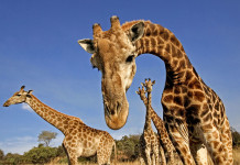 giraffes hum, giraffes humming, giraffes humming noise, mysterious hum giraffes, giraffe mysterious hum, humming sound giraffes, giraffes humming noise video