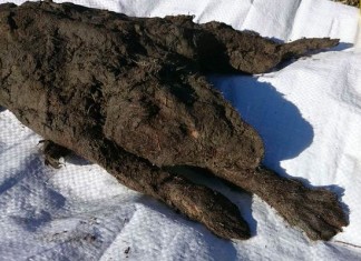 mummified puppy, mummified puppy dog, mummified puppy dog russia, mummified puppy unearthed in russia, The body of the puppy is still covered with fur.