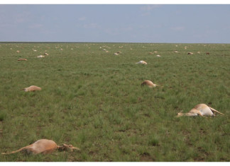 saiga antelopes die-off, saiga antelopes die-off Kazakhstan, saigas dead, dead saigas die-off, mysterious saigas mass die-off Kazakhstan, In May 2015, nearly half of all the saiga antelopes died-off mysteriously in Kazakhstan