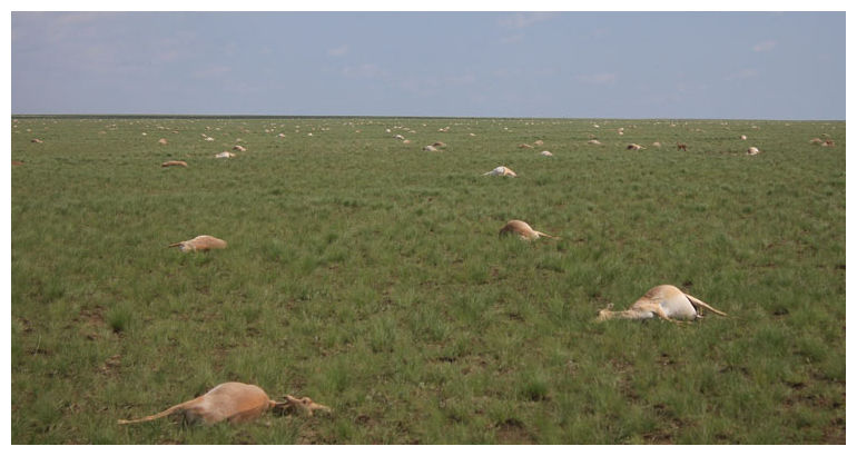 saiga antelopes die-off, saiga antelopes die-off Kazakhstan, saigas dead, dead saigas die-off, mysterious saigas mass die-off Kazakhstan, In May 2015, nearly half of all the saiga antelopes died-off mysteriously in Kazakhstan