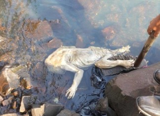 alien mysterious creature paraguay, alien found paraguay waters, mysterious creature found off paraguay coast, alien found in paraguqay, et found in paraguay, paraguay mysterious crature october 2015, pictures of alien creature found in Paraguay, Theis alien creature has been found in Paraguay. What could it be?, Is this the first real discovery of an alien body?