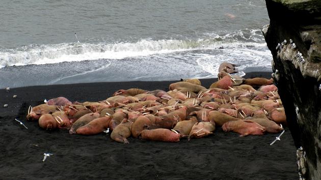 dead walrus alaska, hundreds of dead walrus alaska, walrus mass die-off in Alaska, walruses die in alaska