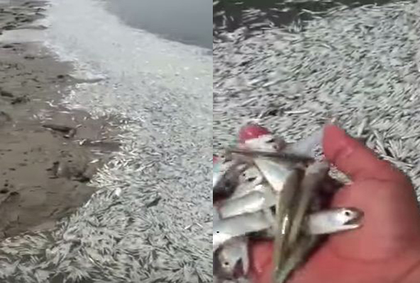 dead fish saudi arabia, fish dead saudi arabia, fish mass die-off saudi arabia, thousands of fish dead in Yanbu saudi arabia, massive sardines die-off in saudi arabia, pollution kills fish in saudi arabia